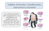 Tejidos Animales: Clasificación, estructura y función La conformación del organismo y su equilibrio se explica por la interacción de sus fuerzas de acción.