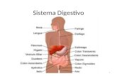 Sistema Digestivo 1 Video: Sistema Digestivo  *Verán preguntas en el examen sobre este video 2.