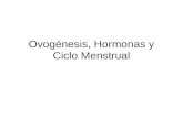 Ovogénesis, Hormonas y Ciclo Menstrual. Ovogénesis Este proceso se realiza en órganos especializados conocidos como ovarios. De cada célula originaria.