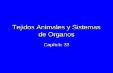 Tejidos Animales y Sistemas de Organos Capítulo 33.