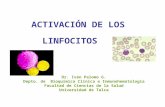 ACTIVACIÓN DE LOS Dr. Iván Palomo G. Depto. de Bioquímica Clínica e Inmunohematología Facultad de Ciencias de la Salud Universidad de Talca LINFOCITOS.