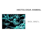 BIOL 3052 L HISTOLOGIA ANIMAL. OBJETIVOS: Conocer los diferentes tipos de tejido que poseen los animales. Aprender a diferenciar los 4 tipos de tejido.