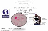 Introducción a la práctica N°1 Morfología bacteriana Prof : Yudy Aranguren – Septiembre 2011.