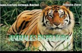 Juan Carlos Ortega Bartel Primera Parte. ANIMALES EN SERIO PELIGRO DE EXTINCIÓN Oso Panda Rinoceronte Gorila Tortuga Cocodrilo ÁguilaTigre Nutria Cóndor.