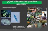 ¿Qué diferencias pueden apreciar? Organismos Unicelulares Organismos pluricelulares Según el número de células que presenta el ser vivo.
