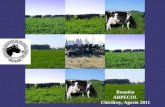 Reunión ARPECOL Chivilcoy, Agosto 2011. La CALIFICACIÓN POR TIPO es la estimación de la presunta utilidad de una vaca mediante la EVALUACIÓN de su conformación.