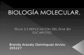 Brenda Aracely Domínguez Arvizu 205227.  El DNA eucariota tiene muchas horquillas de replicación y también síntesis bidireccional.  El DNA se sintetiza.