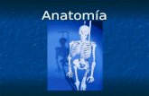 Anatomía. ¿Qué es anatomía humana? Ciencia encargada del estudio del cuerpo humano de forma integral y completa, comprende para su conocimiento, la osteología,