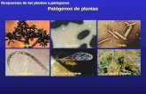 Respuestas de las plantas a patógenos Patógenos de plantas hongosbacteriasvirus nemátodosherbívorosotras plantas.