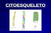CITOESQUELETO. Citoesqueleto Compuesto por 4 tipos principales de filamentos proteicos –Filamentos de actina –Filamentos intermedios –Microtúbulos –Red.