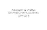 Integración de DNA en microorganismos: herramientas genéticas I.