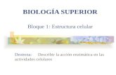 BIOLOGÍA SUPERIOR Bloque 1: Estructura celular Destreza: Describir la acción enzimática en las actividades celulares.