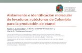 Aislamiento e identificación molecular de levaduras autóctonas de Colombia para la producción de etanol Pedro F. B. Brandão 1, Adelina del Pilar Melendez.