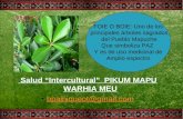 Salud “Intercultural” PIKUM MAPU WARHIA MEU bpainiqueot@gmail.com FOIE O BOIE: Uno de los principales árboles sagrados del Pueblo Mapuche Que simboliza.