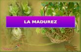 LA MADUREZ Madurez es la habilidad de controlar la ira y resolver las discrepacias sin violencia o destrucción.