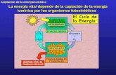 Captación de la energía lumínica La energía vital depende de la captación de la energía lumínica por los organismos fotosintéticos.