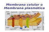 Membrana celular o Membrana plasmática. Las membranas biológicas Son pequeñas y visibles sólo bajo microscopio electrónico.
