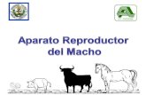 Describir la estructura y el funcionamiento del aparato reproductor del macho en las principales especies de interés zootécnico.