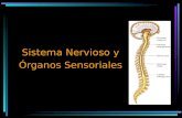 Sistema Nervioso y Órganos Sensoriales. Neuronas Son células que varían en tamaño y forma, poseen 3 partes: dendritas, cuerpo celular y axón.