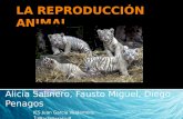 IES Juan García Valdemora 1 ºBachillerato-B.  1. Tipos de reproducción  2. Reproducción asexual  2.1 Gemación  2.2 Escisión  2.3 Partenogénesis