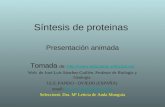 Síntesis de proteinas Presentación animada Tomada de: // Web de José Luis Sánchez Guillén.