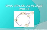 M.V.Z. Blanca Estela Romero Méndez. Introducción En la mayor parte de los organismos multicelulares encontramos dos grupos principales de células:  Células.