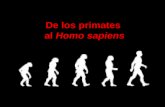 De los primates al Homo sapiens. monotremas marsupiales placentarios.