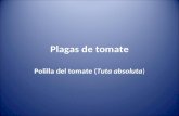 Plagas de tomate Polilla del tomate (Tuta absoluta)