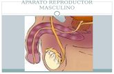 APARATO REPRODUCTOR MASCULINO. Sistema reproductor masculino: Formado por: Las gónadas masculinas o testículos Las vías genitales: Epidídimo, conducto.