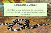 Serpientes u Ofibios Serpientes u Ofibios (Ophidia) son un suborden de saurópsidos (reptiles) diápsidos pertenecientes al orden Squamata .