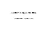 Bacteriología Médica Estructura Bacteriana. Clasificación Taxonómica De Las Bacterias Carl Woese 1987 Basada en homología y diferencias comparativas del.