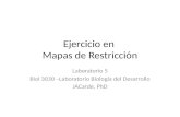 Ejercicio en Mapas de Restricción Laboratorio 5 Biol 3030 –Laboratorio Biología del Desarrollo JACarde, PhD.