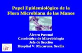 Papel Epidemiológico de la Flora Microbiana de las Manos Álvaro Pascual Catedrático de Microbiología Jefe de Sección Hospital V. Macarena. Sevilla.