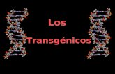 Los Transgénicos. ¿Qué es un transgénico? Un transgénico es un organismo modificado genéticamente, (OMG). Es un organismo vivo que ha sido creado artificialmente.