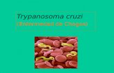 Trypanosoma cruzi (Enfermedad de Chagas). La enfermedad de Chagas  es producida por un protozoario hemoglagelado, denominado Trypanosoma cruzi  Este.