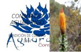CONSORCIO AGUARONGO RENDICIÓN DE CUENTAS 2014. Área de Bosque y Vegetación Protector.