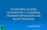 FOSFORILACIÓN OXIDATIVA Y CADENA TRANSPORTADORA DE ELECTRONES Lorena Bruna.