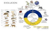 EVOLUCION. La teoría sintética propone que la evolución de los organismos se produce por la aparición de variaciones heredables que le otorgan a un grupo.