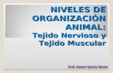 NIVELES DE ORGANIZACIÓN ANIMAL: Tejido Nervioso y Tejido Muscular.