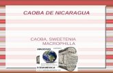 CAOBA DE NICARAGUA CAOBA, SWEETENIA MACROPHILLA NICARAGUA RAAN.