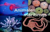 Animales marítimos. Cnidarios * Son animales invertebrados y su cuerpo tiene simetría radial. Los cnidarios pueden ser: - Pólipos - Medusas PólipoMedusa.