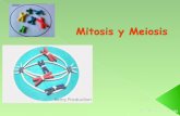 Conjunto de actividades de crecimiento y división celular  Consta de dos fases principales: interfase y mitosis.