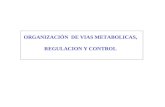 ORGANIZACIÓN DE VIAS METABOLICAS, REGULACION Y CONTROL.