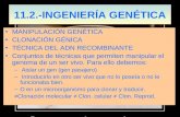 11.2.-INGENIERÍA GENÉTICA MANIPULACIÓN GENÉTICA CLONACIÓN GÉNICA TÉCNICA DEL ADN RECOMBINANTE Conjuntos de técnicas que permiten manipular el genoma de.