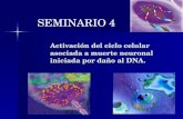 SEMINARIO 4 Activación del ciclo celular asociada a muerte neuronal iniciada por daño al DNA.