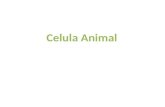 Celula Animal Que es la celula animal Una célula animal es un tipo de célula eucariota de la que se componen muchos tejidos en los animales