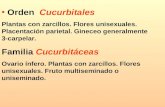 Orden Cucurbitales Plantas con zarcillos. Flores unisexuales. Placentación parietal. Gineceo generalmente 3-carpelar. Familia Cucurbitáceas Ovario ínfero.
