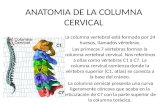 ANATOMIA DE LA COLUMNA CERVICAL La columna vertebral está formada por 24 huesos, llamados vértebras. Las primeras 7 vértebras forman la columna vertebral.