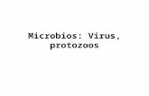 Microbios: Virus, protozoos. VIRUS Los virus no son realmente organismos y no se clasifican en reino alguno, ya que no son células, carecen de ribosomas,