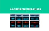 Crecimiento microbiano. Crecimiento Microbiano: Cambio en el número de células por una unidad de tiempo determinada. Tiempo de generación (duplicación):